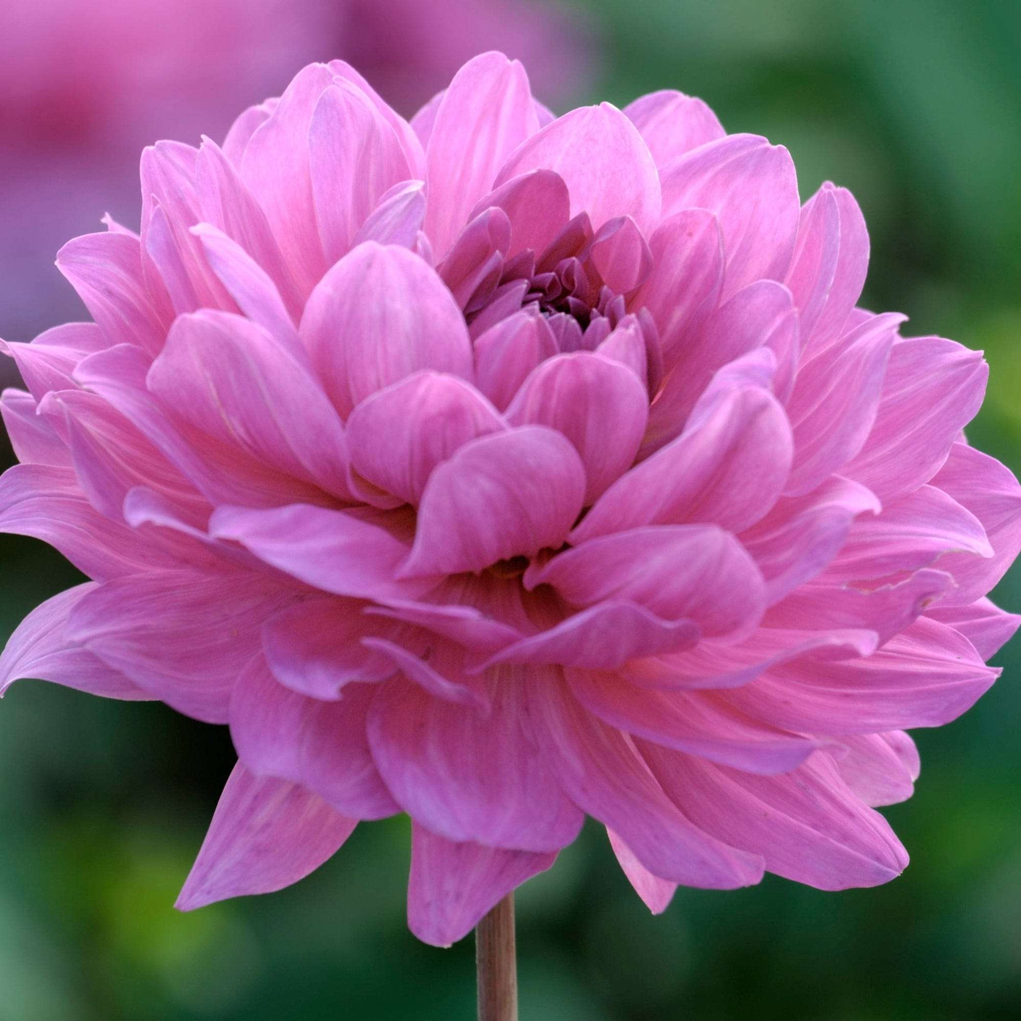 Dahlia 'Karma Lagoon'